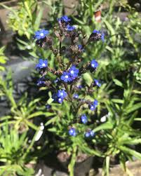 Image result for Anchusa capensis