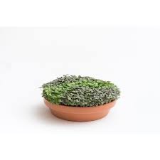 Create a stunning tablescape with elegant centerpiece bowls. 47 Microgreens Ideas Microgreens Growing Microgreens Edible Centerpieces