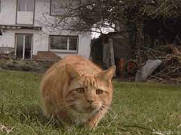 Funny Pictures Of The Day 82 Pics Cat Pounce Gifs Silly Cats Funny Cat Videos Funny Gif Cats and kittens‏ @catsnkittys 14 янв.