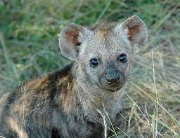 w rank com adli kullanicinin baby animals panosundaki pin