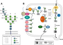 Abrogation of fam20c altered cell behaviors and bmp signaling of immortalized dental mesenchymal cells exp cell res. Abrogation Of Glucosidase I Mediated Glycoprotein Deglucosylation Results In A Sick Phenotype In Fission Yeasts Model For The Human Mogs Cdg Disorder Journal Of Biological Chemistry