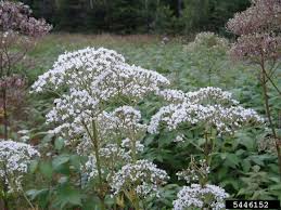 Image result for Valeriana capensis