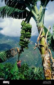 Image result for Musa acuminata