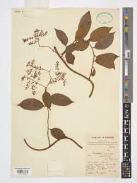 Image result for Embelia