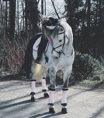 Basic Rules About Horseback Riding For Beginners Fashionactivation Horses Pretty Horses Dapple Grey Horses