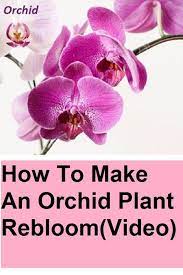 How To Make An Orchid Plant Rebloom Video How To Make An Orchid Plant Rebloom Flowers Gardening Orchid Plants Plants Orchid Rebloom