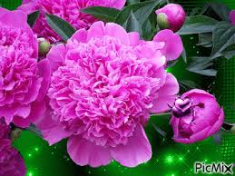 A pünkösdi rózsa a bazsarózsánál korábban virágzik. Punkosdi Rozsa Picmix Pink Peonies Flowers Peonies