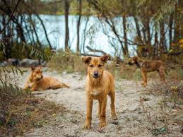 Trotz strahlung leben in der menschenleeren zone inzwischen genauso viele elche, hirsche, rehe und. Nuklearexpertin Erklart Was Mit Den Hunden In Tschernobyl Geschieht Business Insider
