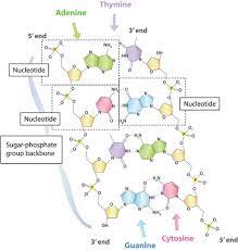 The biological form of dna is made up of two complementary polynucleotide strands wound about each other to form a complete structure. The Dna Double Helix Ck 12 Foundation