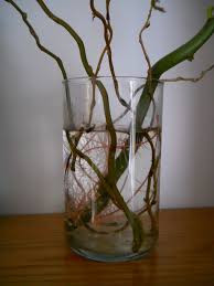 All of my curly willows were originally rooted from floral cuttings. Willow Water Contains Rooting Stimulant Willow Water Curly Willow Willow Tree