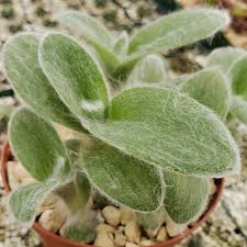 Image result for Cyanotis sp. aff. C. lapidosa