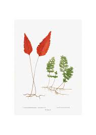 Image result for Hymenophyllum tunbridgense