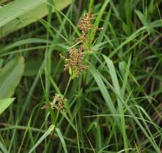 Image result for Scleria poiformis