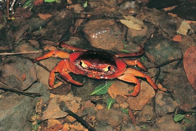 The Sanjay Gandhi National Park - Wildlife Conservation Trust