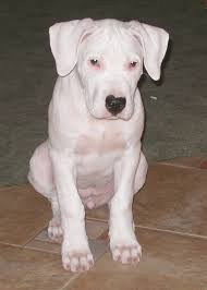 Dogo Dogo Argentino Breeder Dogo Puppies For Sale