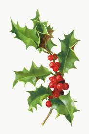Download Premium Png Of Festive Holly Leaves Transparent Png 1232668 Holly Leaf Vintage Christmas Xmas Drawing