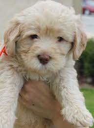 Another Dog Possibility Mini Medium Australian Labradoodles Cute Puppy Pictures Puppy Paws Labradoodle Pictures