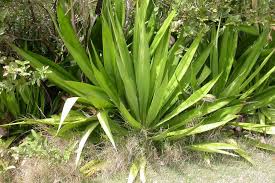 Image result for Furcraea