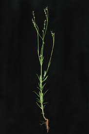 Image result for Kohautia