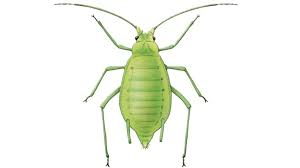 Puceron vert du pêcher - Ravageurs de la betterave