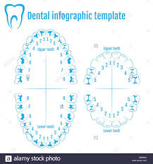 Orthodontist Human Tooth Anatomy Vector With Numbering Of