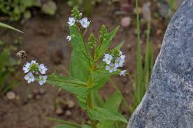 Image result for Veronica abyssinica