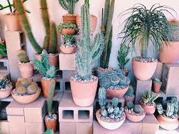 Some species of this cactus can only be found in the sonoran desert stretching from baja california to it is good for beginners and is best kept in a bright, cool space. Hot Cactus La Justina Blakeney Plant Decor Plants Plant Life