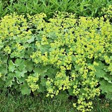 Image result for Alchemilla ellenbeckii