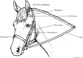 You can find here coloring sheets of dolls, superheroes, cartoon characters, nature, vehicles and many other you will find here coloring sheets related to sports, nature, holidays, dolls, favorite characters from cartoons, video games and many more. Bridle On A Horse Coloring Pages Printable