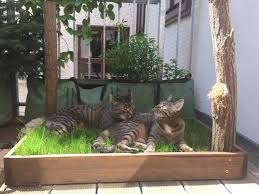 Katzen Grasbox Fur Den Balkon Bild 3 Katze Balkon Katzengarten Bilder
