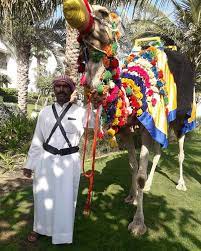 This allows your guests to ride in pairs. Camel Hire Dubai Rent A Camel Near Me In Uae Camel Rentals Dubai