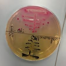 Pin On Microbiology Parasitology Virology