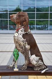 Image result for italský krátkosrstý ohař