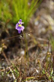 Image result for Uvaria welwitschii