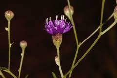 Image result for Adenostemma afrum