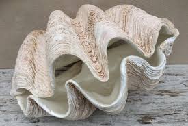 Our budget friendly options make fun & creative projects even more special. Half Clam Shell Raw Treasures