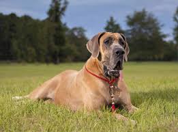 Scooby has a hump and sloped back, small sloping chin, bow legs, an many of those who watched hope films are already very familiar with the genre. 2021 What Kind Of Dog Is Scooby Doo Scooby Doo Dog Breed