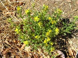 Image result for Vahlia digyna