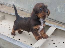 Schweenie Dachshund Shih Tzu Mix Info Puppies Temperament Poodle Mix Puppies Schweenie Dachshund Mix