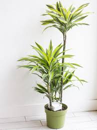 Image result for Dracaena fragrans