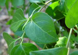 Image result for Vinca major