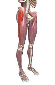 Pin On Muscle Anatomy