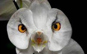 15 Amazing Facts About Orchids Unusual Flowers Strange Flowers Rare Flowers