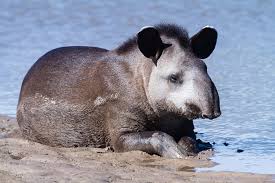 Image result for Dolichopentas