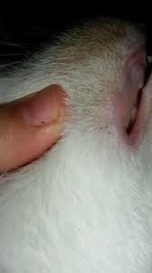 Maybe you would like to learn more about one of these? Cat Acne Or Flea Eggs Thecatsite