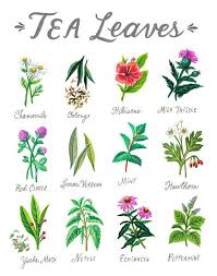 Tea Leaves Impresion Arte Del Te Regalo Del Amante Del Te Etsy In 2020 Herbal Tea Garden Tea Lovers Gift Plants