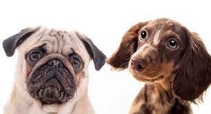 They are also known as shugs. Pug Dachshund Mix Did You Know About This Up And Coming Hybrid