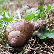 Es Ist Nicht Von Bedeutung Wie Langsam Du Gehst Solange Du Nicht Stehenbleibst Konfuzius Schnecke Regen Banderschnecke Weinbergschnecke Schneckenhaus
