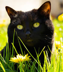 Out of reach, out of (your cat's) mind. How To Keep Cats Out Of Your Garden Naturally Petfinder