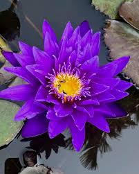 Image result for Nymphaea